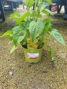 Rudbeckia f. v. sul.'Goldsturm