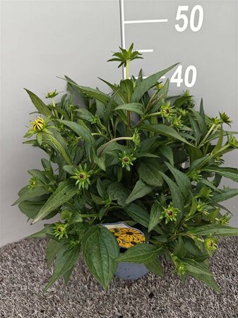 Rudbeckia ful. 'Little Goldstar' 2 Ltr pot