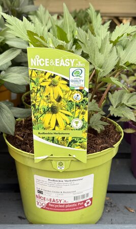 Rudbeckia 'Herbstsonne'