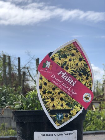 Rudbeckia Little  Star