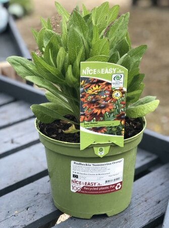 Rudbeckia 'Summerina Orange'