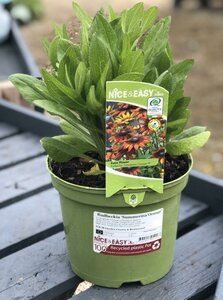 Rudbeckia 'Summerina Orange'