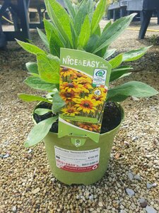 Rudbeckia 'Summerina Yellow'