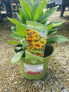 Rudbeckia 'Summerina Yellow'