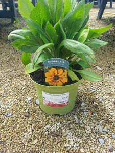 Rudbeckia 'Sunburst Solar'
