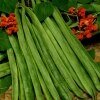 Runner Bean Lady Di (Organic)
