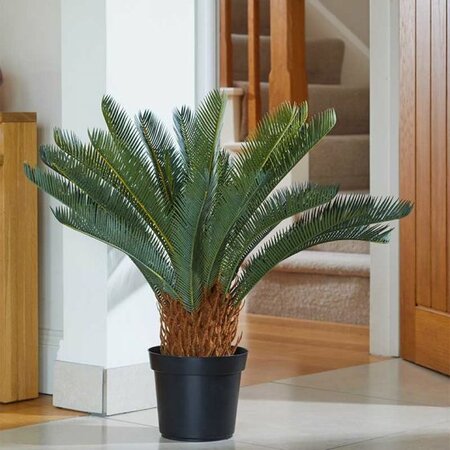 Sago Palm