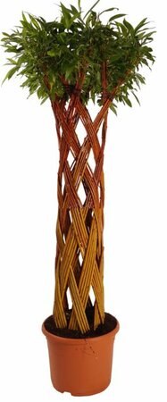 Salix alba 110 CM Y4-110-07