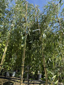 SALIX ALBA TRISTIS