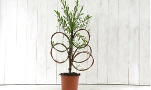 Salix 'Americana' - image 2