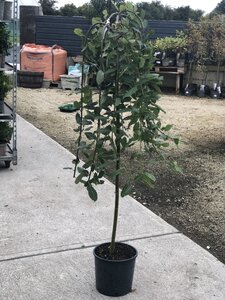 SALIX CAPREA PENDULA TG