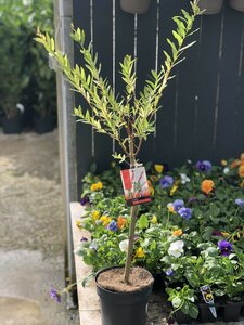 Salix int. Flamingo stem 40 cm