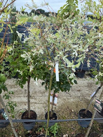 SALIX INTEGRA HAKURO NISHIKII  T.G.