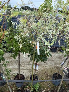 SALIX INTEGRA HAKURO NISHIKII  T.G.