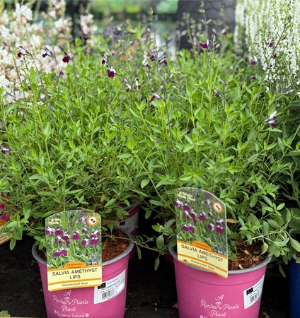 SALVIA AMETHYST LIPS