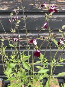 SALVIA AMETHYST LIPS - image 2