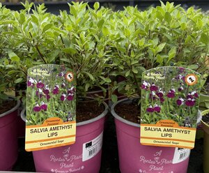 SALVIA AMETHYST LIPS