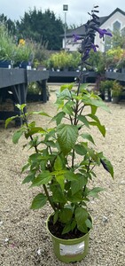 Salvia 'Amistad' ®