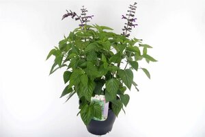 Salvia 'Amistad' 5 Ltr pot