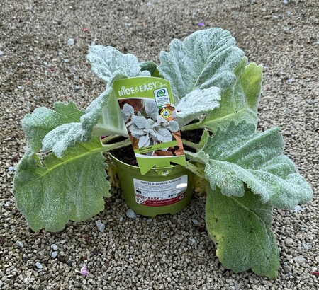Salvia argentea Artemis