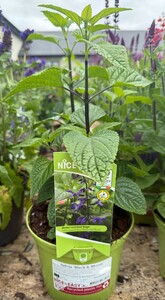 Salvia 'Black & Bloom'