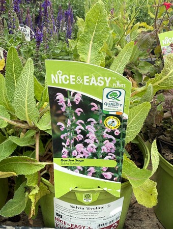 Salvia 'Eveline' ®