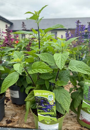 Salvia g. 'Carine's Amazing Blue'®