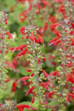 Salvia greggii 'Caramba'