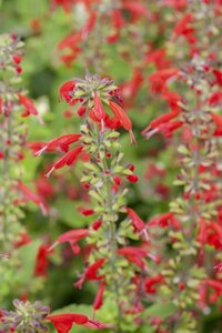 Salvia greggii 'Caramba'