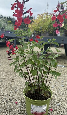Salvia greggii 'Royal Bumble'
