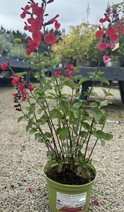 Salvia greggii 'Royal Bumble'