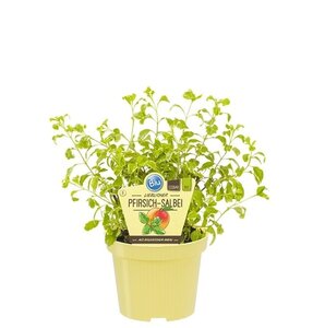 Salvia greggii 'Variegata' BIO