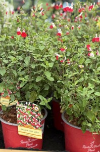 SALVIA HOT LIPS