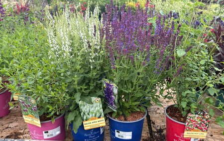 SALVIA IN VARIETIES