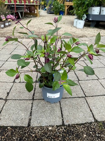 Salvia 'Love and Wishes'®