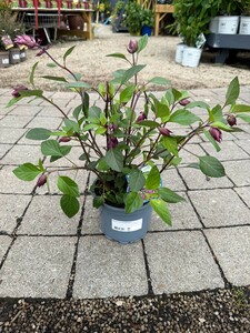 Salvia 'Love and Wishes'®