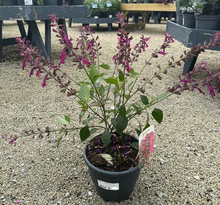 Salvia 'Love and Wishes'®