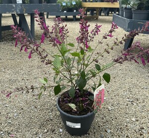 Salvia 'Love and Wishes'®