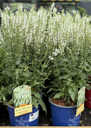 SALVIA M. APEX WHITE