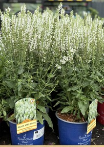 SALVIA M. APEX WHITE