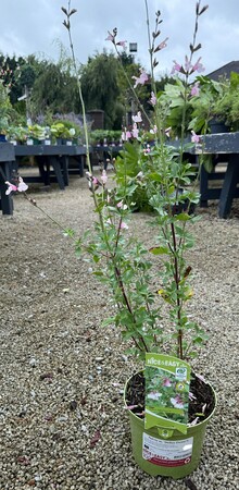 Salvia m. 'Delice Fiona'®