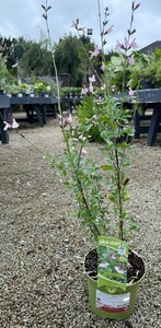Salvia m. 'Delice Fiona'®