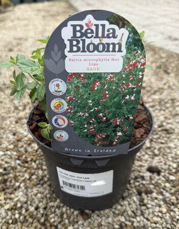 SALVIA micr. Hot Lips - image 2