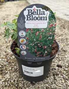 SALVIA micr. Hot Lips - image 2