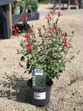 SALVIA micr. Hot Lips - image 1