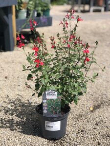 SALVIA micr. Hot Lips - image 1