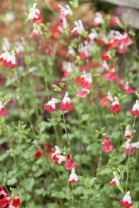 SALVIA micr. Hot Lips