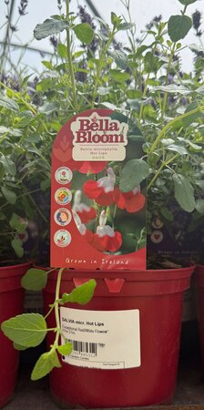 SALVIA micr. Hot Lips