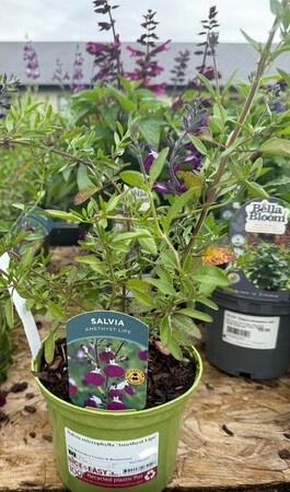 Salvia microphylla 'Amethyst Lips'
