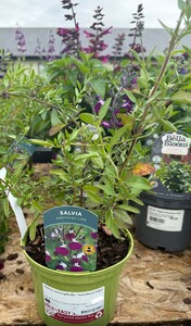 Salvia microphylla 'Amethyst Lips'